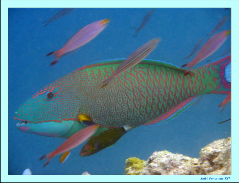 2009   07   Matakin 06